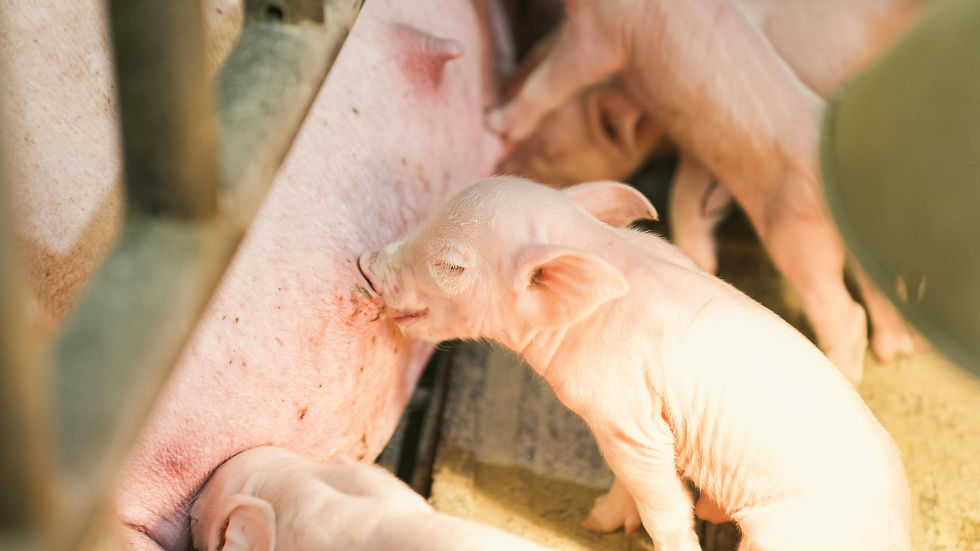 Piglets nursing on a sow in a farm setting. The pink piglets appear content, with soft lighting highlighting their smooth skin.