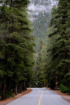 Winding road through a dense evergreen pine forest.