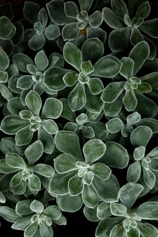 Top view of fuzzy green Echeveria succulents in a cluster
