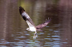 Flying alewife!