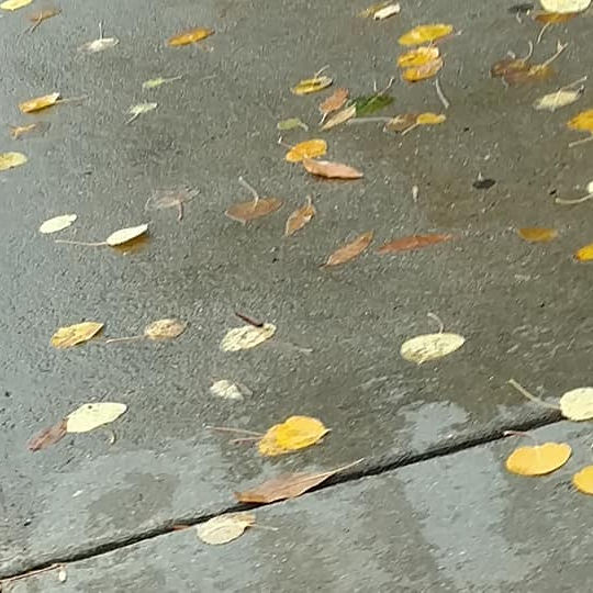 Aspen Leaves