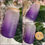 Thumbnail: 16oz Frosted Ombré Glass Cans w/Bamboo Lids