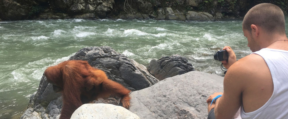 Orangutans Jungle Trekking Bukit Lawang Sumatra