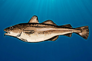 Fiskekvote til salgs Fiskekvote til salgs