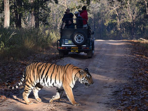 Best Way to Do Safari Bookings in India: Your Ultimate Guide for Tadoba, Pench, Kanha, Bandhavgarh & Jawai
