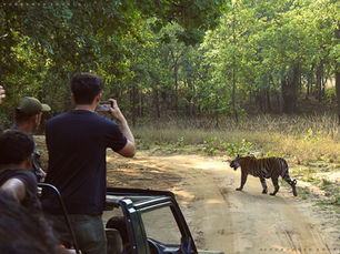 Bandhavgarh Tiger Reserve – Land of the Legendary Tiger