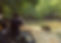 wildlife tiger safari.JPG