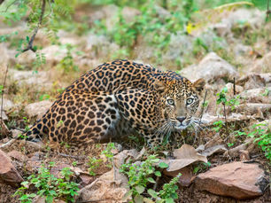 Wildlife Escapes Near Bangalore: A Journey into Kabini & Bandipur