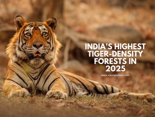 India’s Highest Tiger-Density Forests in 2025: Where Your Chances of a Stripe-Sight Are Best