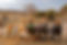 Luxurious Family Safari Holidays.jpg