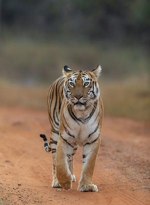 tiger reserve package.png