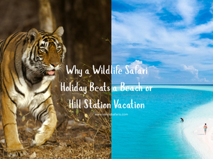 Why a Wildlife Safari Holiday Beats a Beach or Hill Station Vacation
