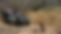 safari travel agency.jpg