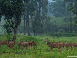 Monsoon Safaris in India: Worth It or Not?