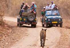 family wildlife safari package.jpg