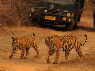 Experience the Majesty of Kanha Tiger Reserve