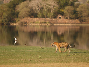 Discover the Jungle Book Forest – Pench Tiger Reserve