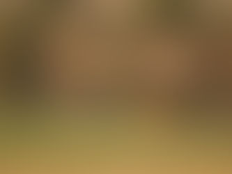 Discover the Jungle Book Forest – Pench Tiger Reserve