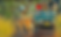 tiger safari packages.png