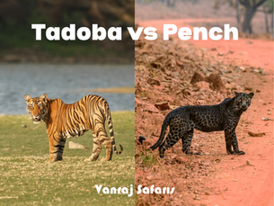 Tadoba vs Pench: Which Forest is Better for Your Next Wildlife Safari?