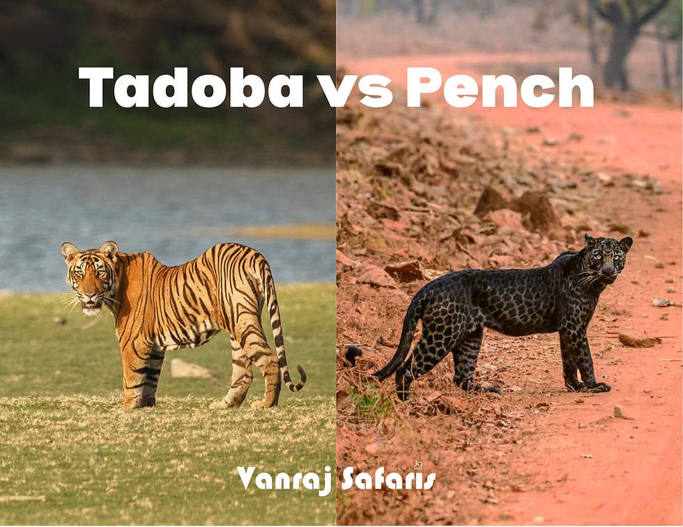 Tadoba or Pench