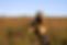 luxury wildlife photography package.jpg
