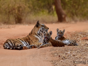 Wildlife Safaris in India: Best Locations, Seasons & What to Expect