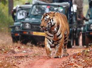 Explore the Wild Heart of Maharashtra – Tadoba Andhari Tiger Reserve