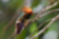 Rufous-crested Coquette IMG_1862_edited_edited.jpg