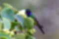 Purple-throated Sunangel IMG_1301_edited.jpg