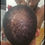 Thumbnail: Hair Growth Kit