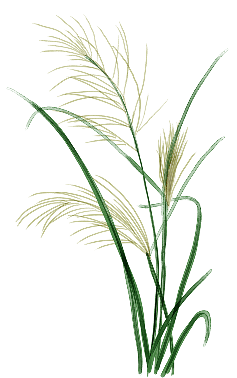 gras.png