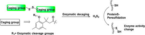 H2S2 JACS.gif