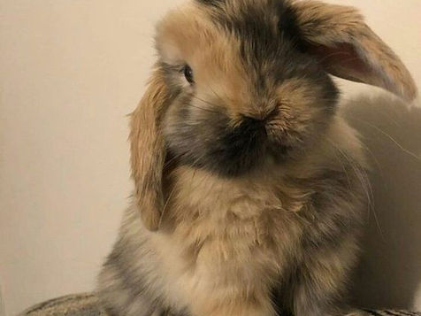 How to Care for a Deaf Rabbit: A Comprehensive Guide