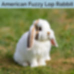 American Fuzzy Lop Lifespan