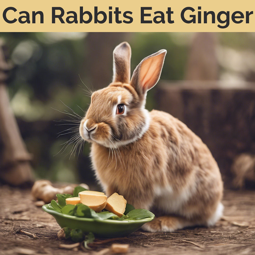 Can Rabbits Eat Ginger