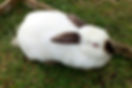 California Rabbit Lifespan