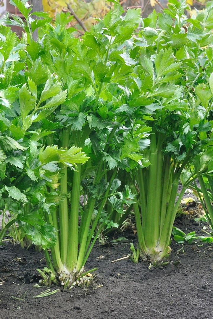 Can Guinea Pigs Eat Celery