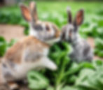 Can Rabbits Eat Spinach
