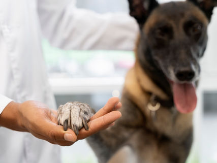 Köpeklerde Tırnak Kesimi & Pati Bakımı Neden Önemlidir?