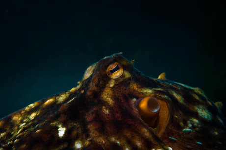 Octopus