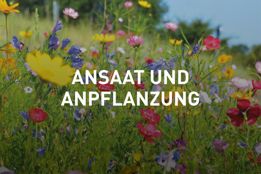 Dienstleistung bei MR - Dienstleistungs AG:
Ansaat und Anpflanzung