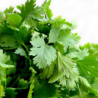 cilantro-1287301_1920.jpg