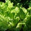 Miniatura: Lechuga Mantecosa