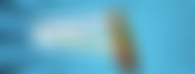 The Do's and Don'ts of Cultivating Nepenthes: A Guide for Beginners