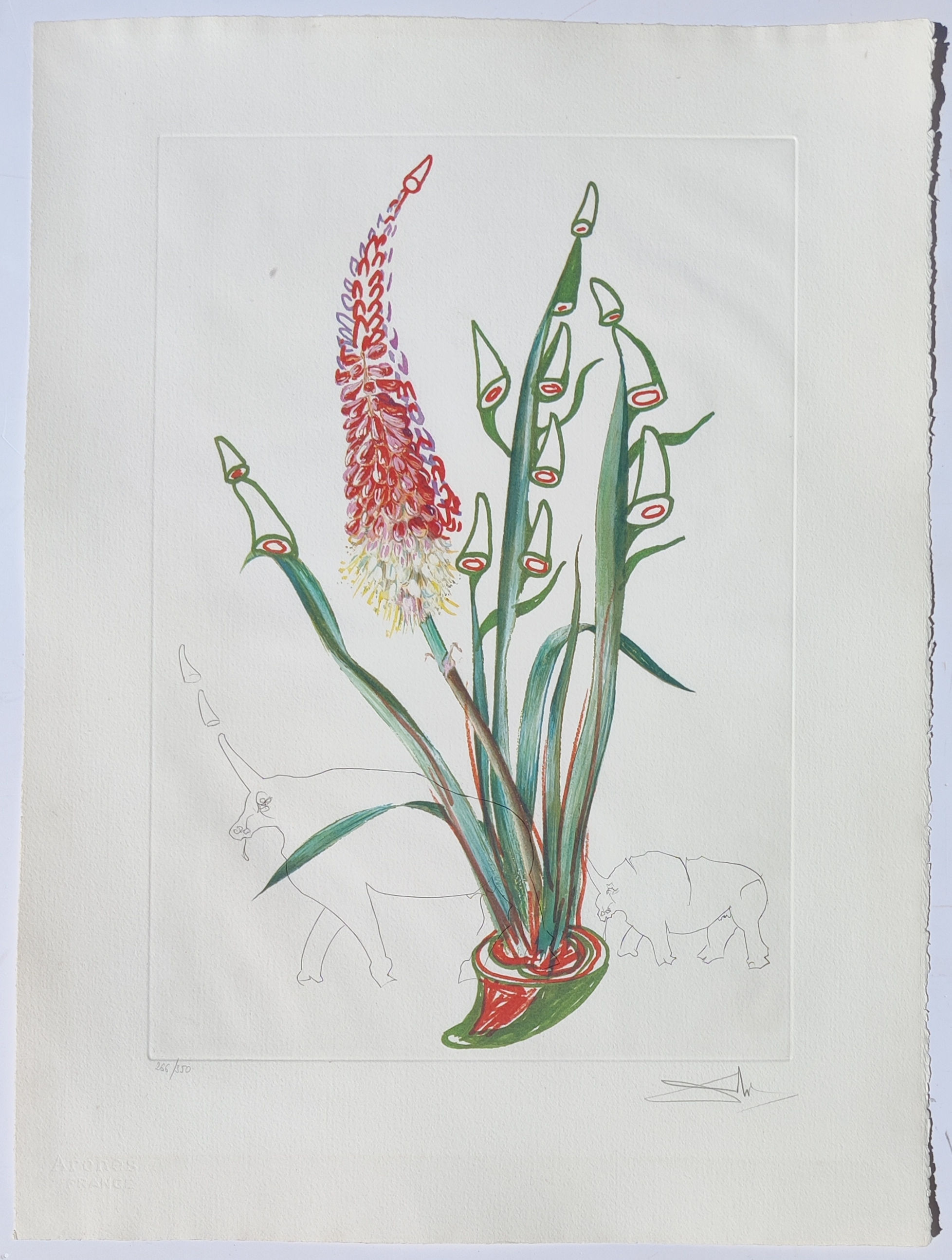 Salvador Dalí -- Kniphofia Aphrodisiaca, 1972