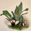 Thumbnail: Maxillaria Sanderiana - Reichenbachia Orchid lithograph - Co 1888