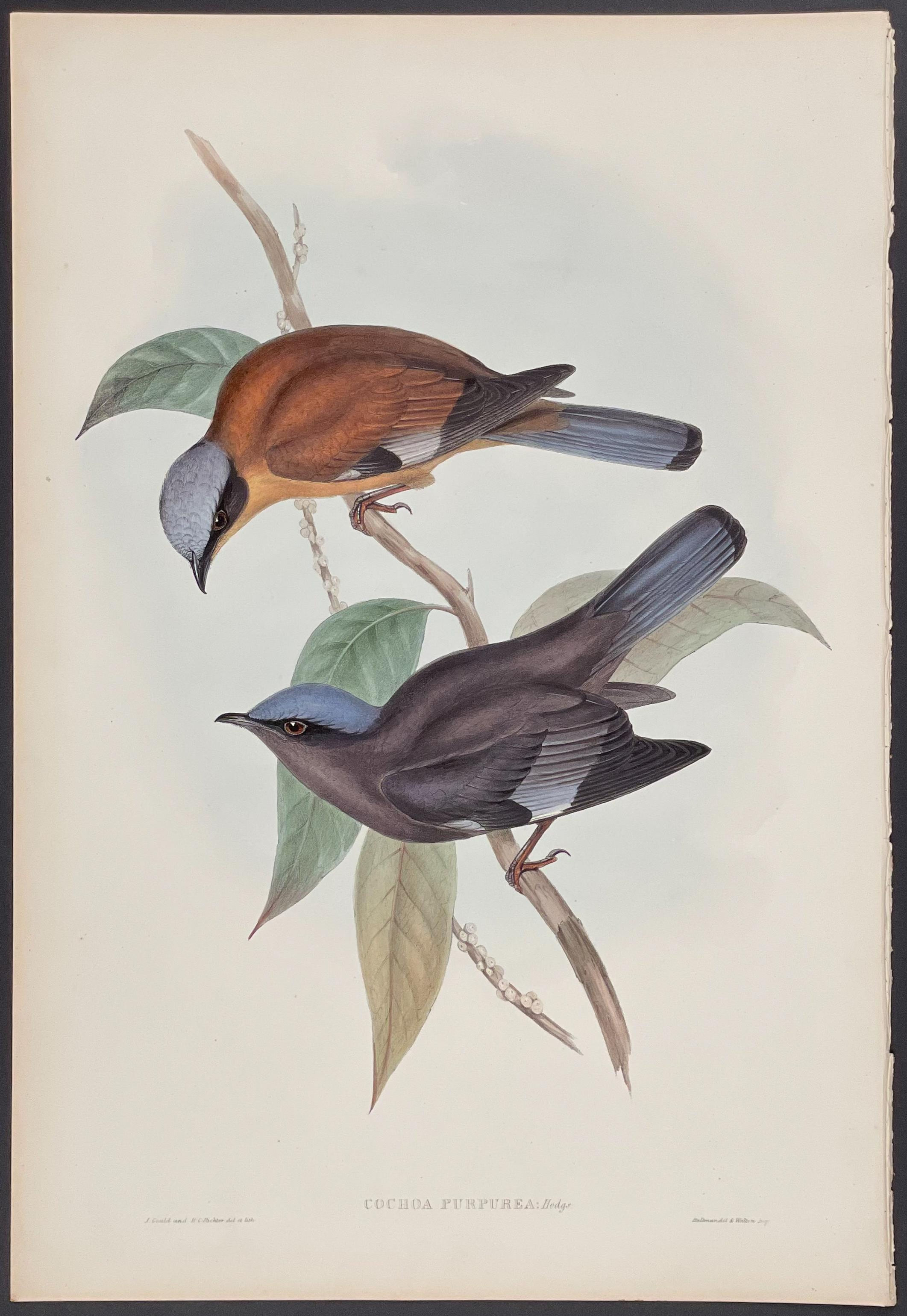 John Gould - Purple Cochoa
