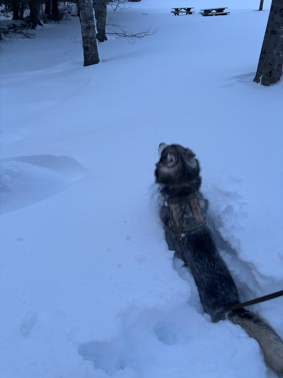 11-A Sleigh dog trying his best!   Unfortunately when it’s over their head it’s about tunnels not trail:-)