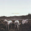 Album of the Week: The Albatross by Foxing